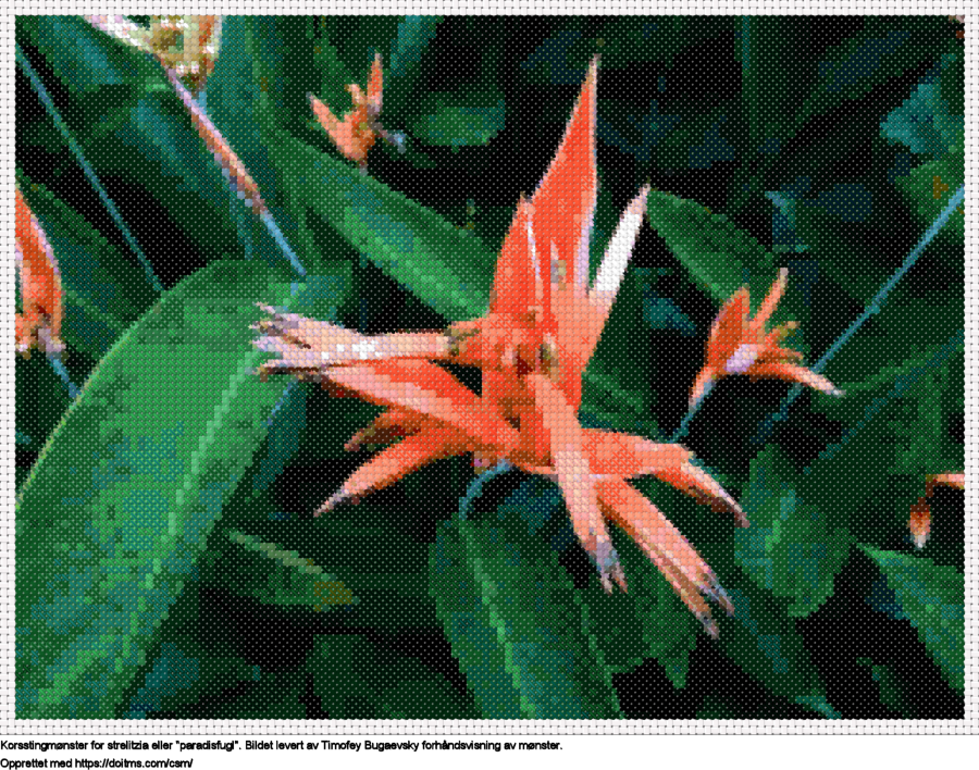 Strelitzia eller "Bird of Paradise" Gratis Strelitzia eller "Bird of Paradise" korsstingdesign