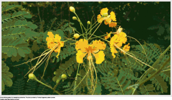 Small Caesalpinia Pulcherrima Flowers Resting Peacefully In A Green Bush