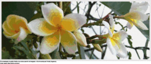 Desenhos Flor de frangipani de ponto-cruz gratuitos