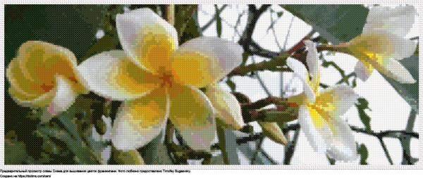 Очаровательный Бело-Желтый Тропический Цветок, Расцвел и Благоухает