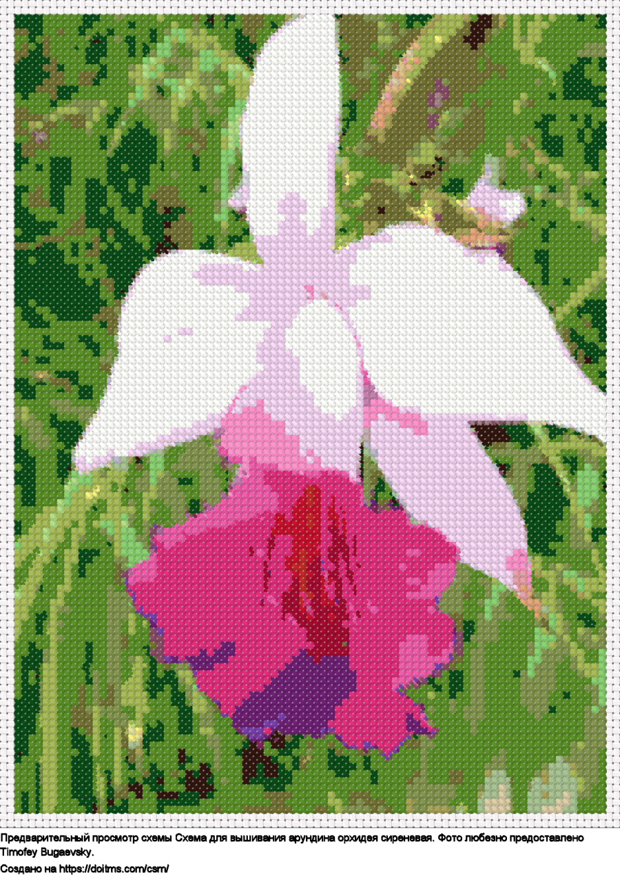 Бесплатная схема Арундина Орхидея сиреневая для вышивания крестиком