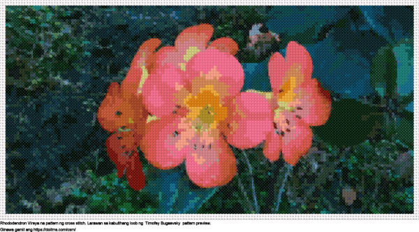 Libreng Rhododendron Vireya disenyo para sa cross-stitching