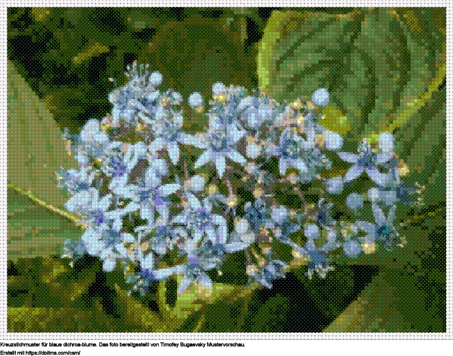 Blaue Dichroa-Blume