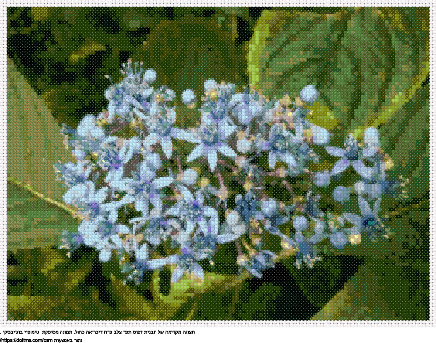 פרח דיכרואה כחול