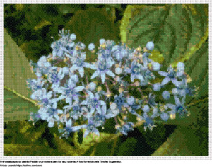 Desenhos Flor azul Dichroa de ponto-cruz gratuitos