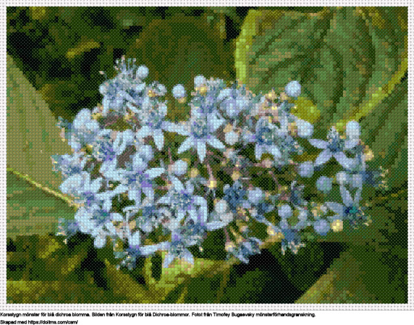 Gratis Blå Dichroa blomma korsstygnsdesign
