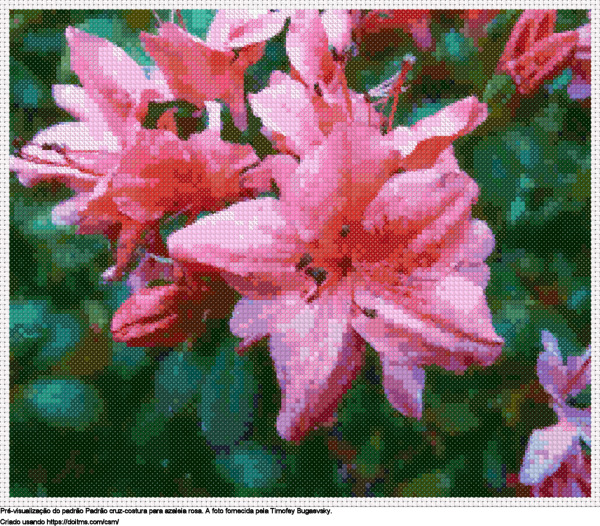 Desenhos azaleia rosa de ponto-cruz gratuitos