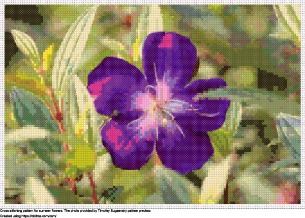 Purple Glory Tree Known As Tibouchina Granulosa Resting Calmly