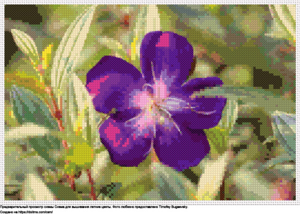 Пурпурный Цветок, Известный Как  большеберцовая гранулезная, Расцвел