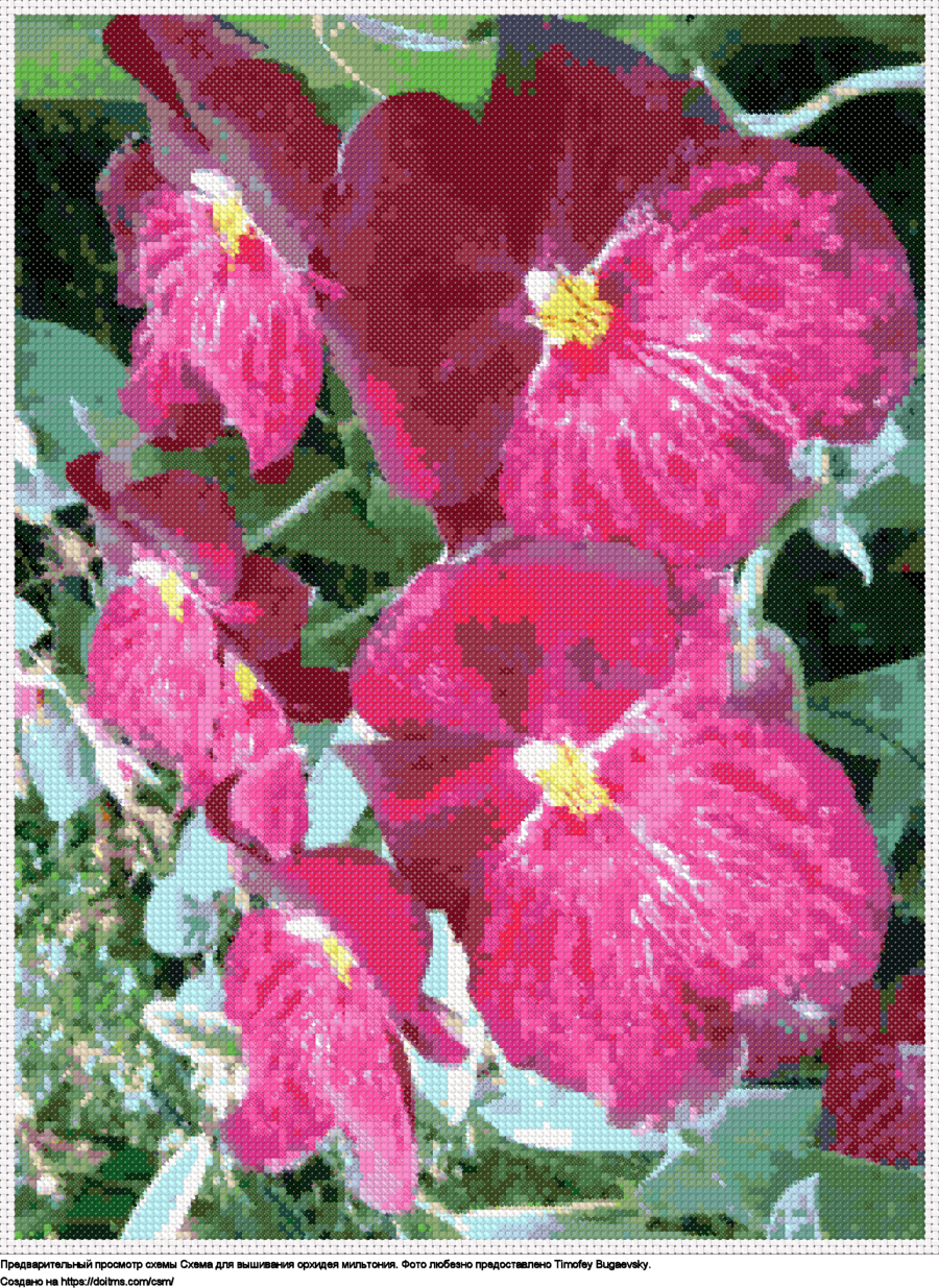 Бесплатная схема Орхидея Мильтония для вышивания крестиком
