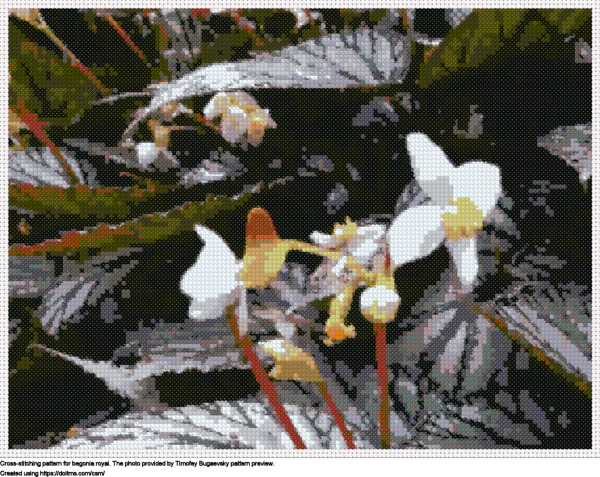 Free Begonia royal cross-stitching design