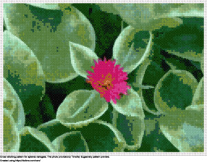 Free aptenia variegata cross-stitching design