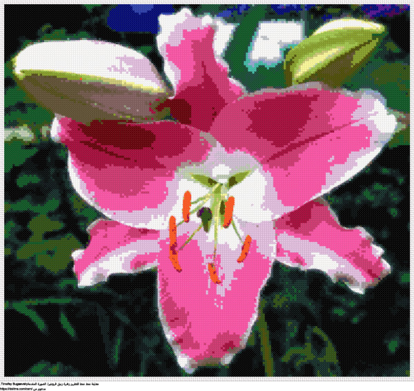  زهرة زنبق فرونتيرا تصميم تطريز مجاني 