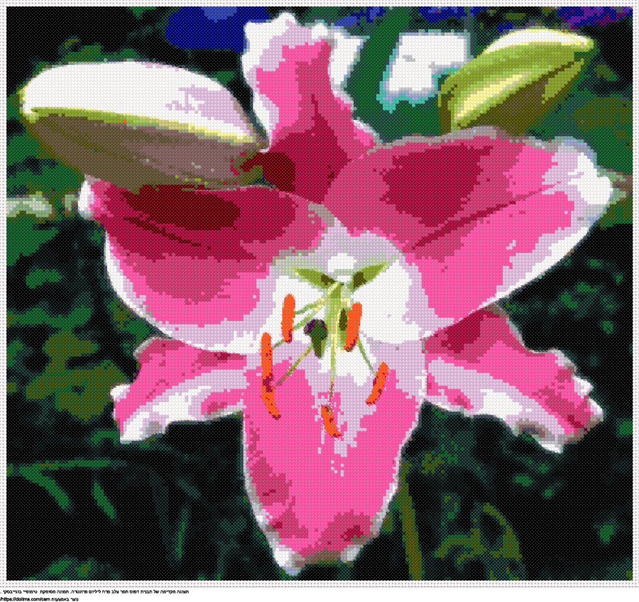 עיצוב רקמת צלבים פרח ליליום פרונטרה בחינם