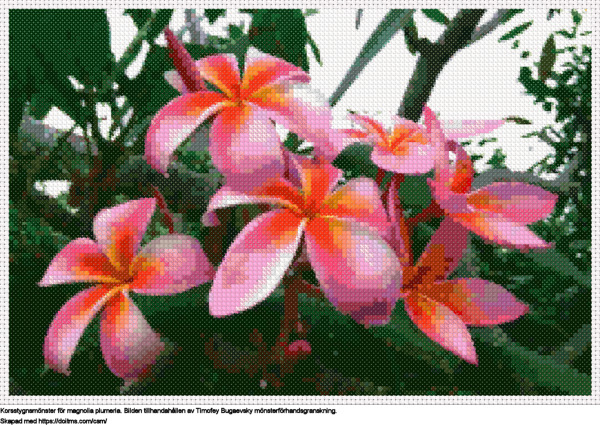 Gratis Magnolia Plumeria korsstygnsdesign