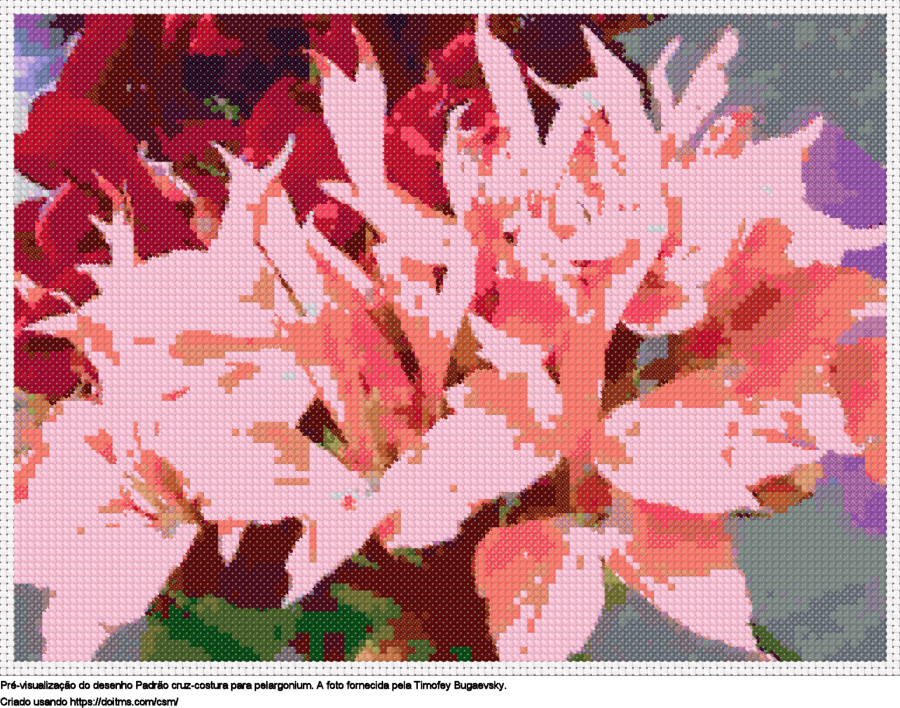 Desenhos Pelargonium de ponto-cruz gratuitos