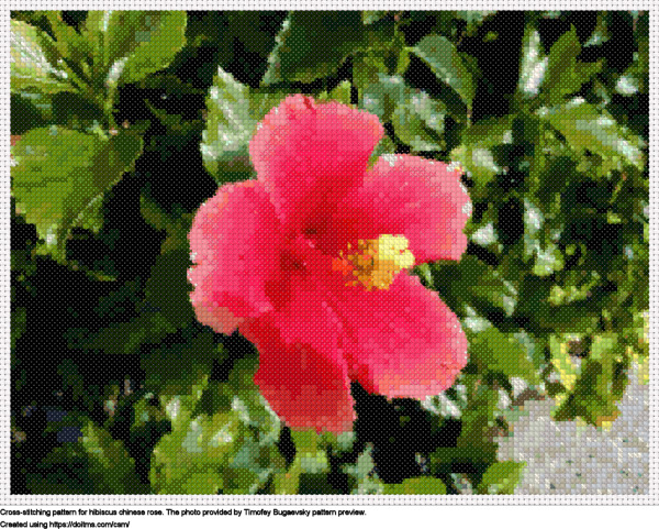 Stunning Pink-Colored Chinese Rose In Outdoor Garden Surrounded By Nature