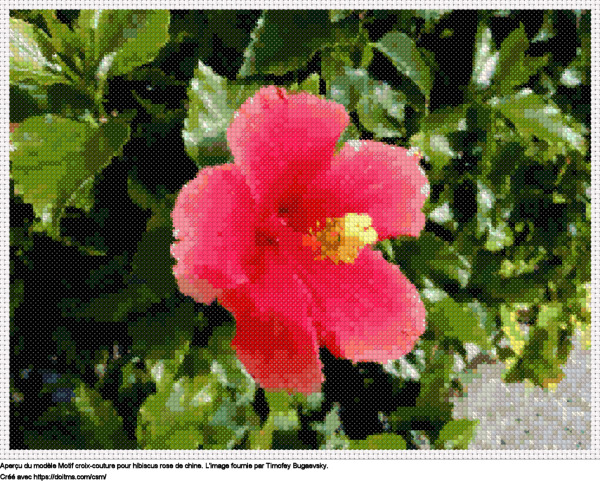 Motif de point de croix Hibiscus Rose de Chine gratuit