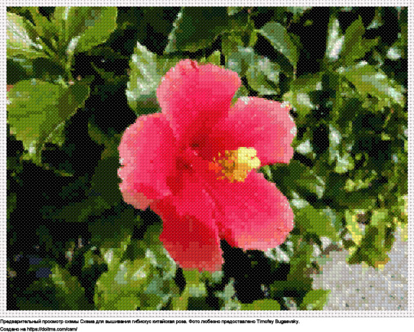 Потрясающая Китайская Роза Розового Цвета В Открытом Саду, Окруженная Природой