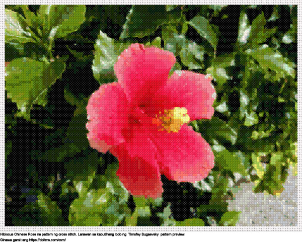 Libreng Hibiscus Chinese Rose disenyo para sa cross-stitching