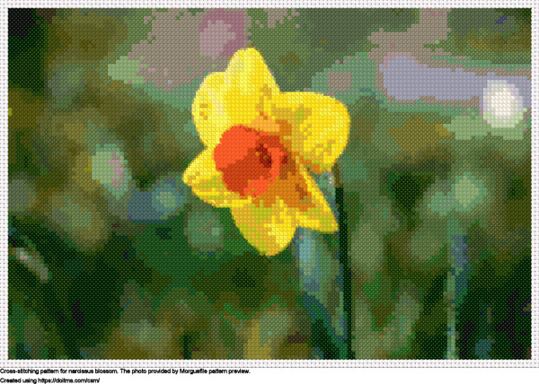Free Narcissus blossom cross-stitching design