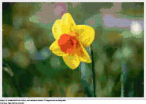 Motif de point de croix Narcissus blossom gratuit