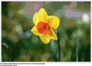 Desenhos flor de Narciso de ponto-cruz gratuitos