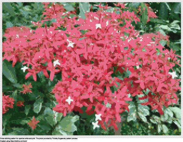 Pretty Ixora Flowers Resting In A Stunning Healthy Backyard Garden