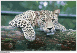 Desenhos Leopardo de ponto-cruz gratuitos
