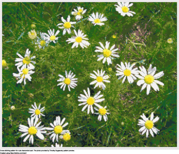 Nice Chamomile Flowers Giving A Garden A Spectacular Sight