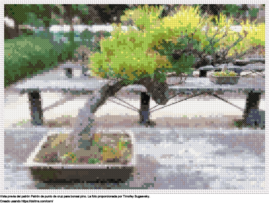 bonsai pino bonsai pino