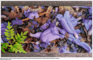 Бесплатная схема Светло-зелёный росток в водостоке полном фиолетовых цветов для вышивания крестиком