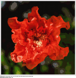 עיצוב רקמת צלבים פרח רימון טרי בחינם