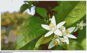 უფასო სქემა ფორთოხლის ყვავილები ფორთოხლის ხის ფონზე ჯვრებად ქარგვისთვის