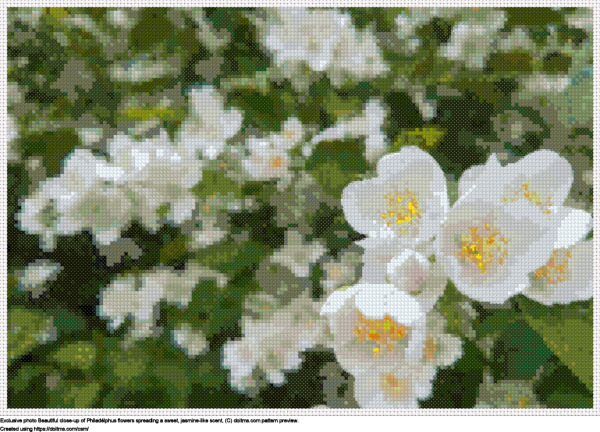 Free Philadélphus bush flowers cross-stitching design