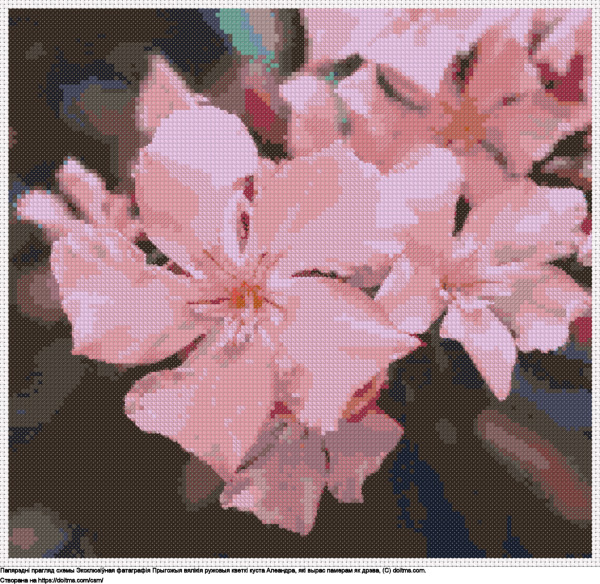 Бясплатная схема Ружовыя кветкі Алеандра на вялізным кусце для вышыўкі крыжыкам