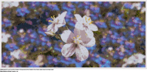 עיצוב רקמת צלבים פרחים לבנים של פימפרנל על רקע עם הרבה פימפרנלים כחולים בחינם