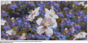 უფასო სქემა ანაგალის თეთრი ყვავილები ლურჯი ანაგალის ფონზე ჯვრებად ქარგვისთვის