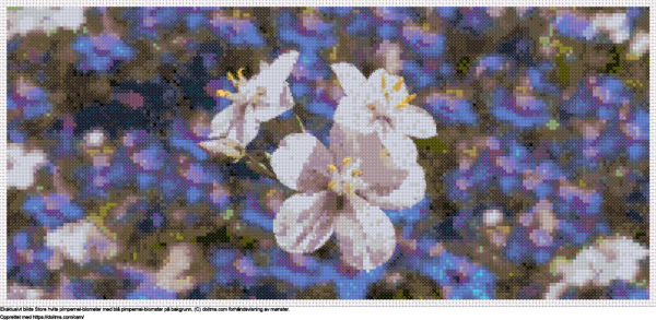 Gratis Hvite blomster av pimpernel på bakgrunn med mye blå pimpernels korsstingdesign