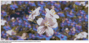 Desenhos Flores brancas de pimpinela em um fundo com muitos pimpinelas azuis de ponto-cruz gratuitos