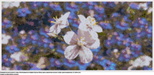 Бесплатная схема Белые цветы анагаллиса на фоне голубых анагаллисов для вышивания крестиком